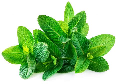 where does spearmint come from.